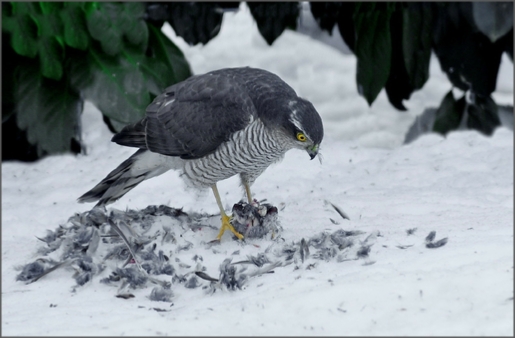 Klikni na fotografijo | Click on Photo