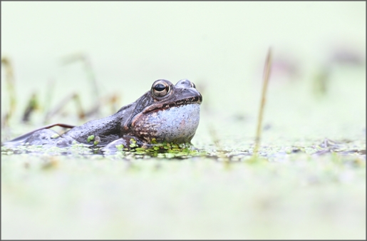 Klikni na fotografijo | Click on Photo