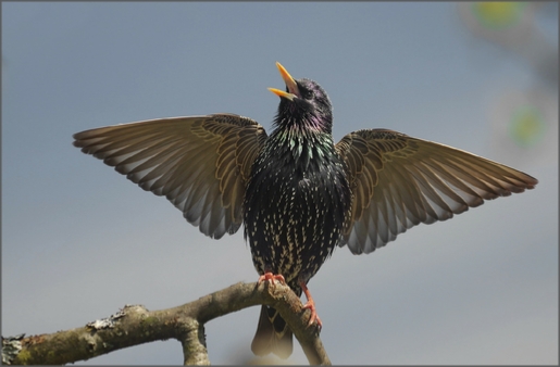 Klikni na fotografijo | Click on Photo