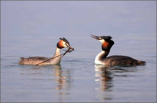 Klikni na fotografijo | Click on Photo