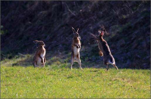 Klikni na fotografijo | Click on Photo