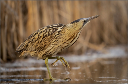 Klikni na fotografijo | Click on Photo