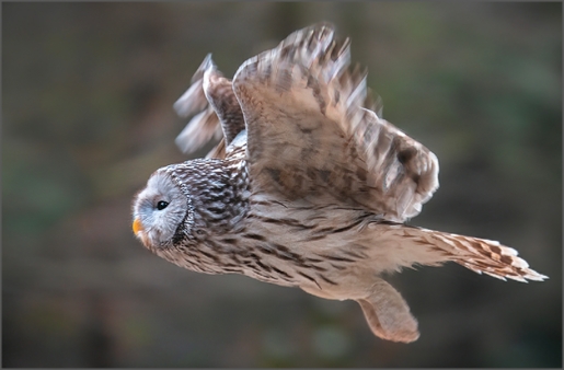 Klikni na fotografijo | Click on Photo